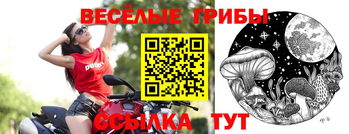 Галлюциногенные грибы Psilocybe Новочеркасск